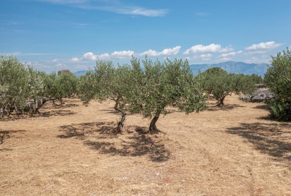 Villa-Johanna,-Skrip,-Brac-Island-(34)