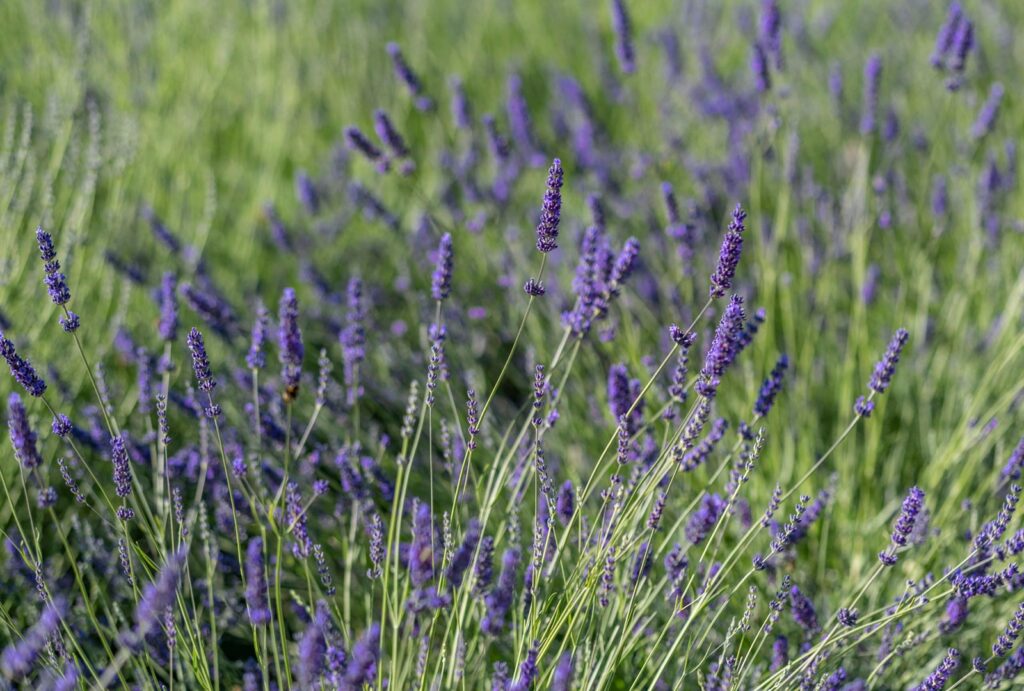 Villa-Lucia,-Skrip,-Brac-Island-(20)